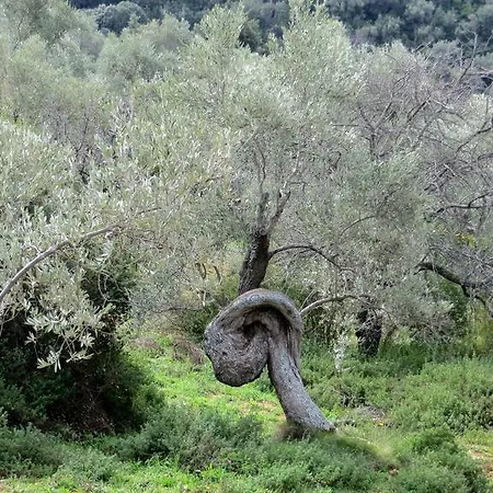 Vendégház Greco 3*